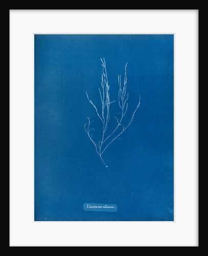 Elaionema villosum by Anna Atkins