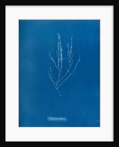 Elaionema villosum by Anna Atkins