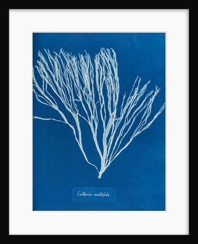 Cutleria multifida by Anna Atkins