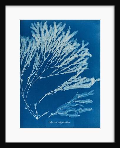 Halyseris polypodioides by Anna Atkins