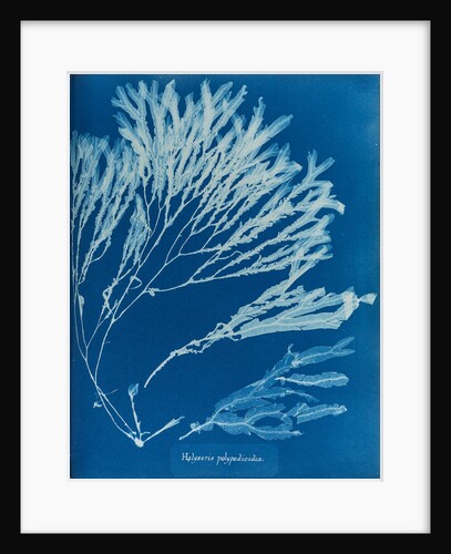 Halyseris polypodioides by Anna Atkins