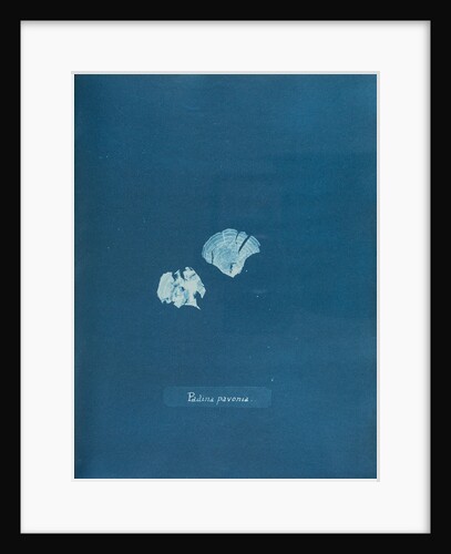 Peacocks tail by Anna Atkins