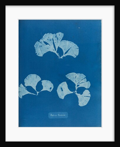Peacocks tail by Anna Atkins