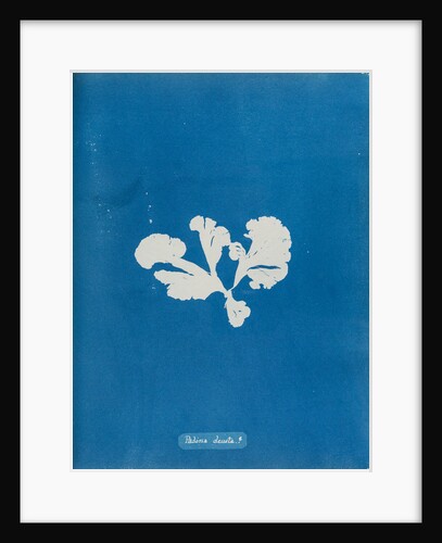 Padina devista by Anna Atkins