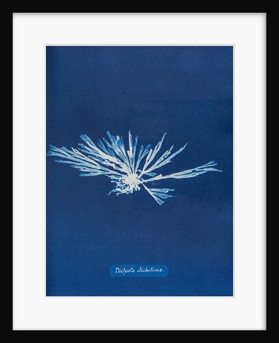 Dictyota dichotoma by Anna Atkins