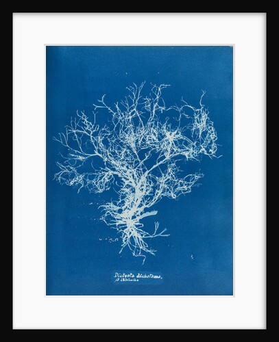 Dictyota dichotoma by Anna Atkins