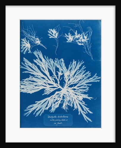 Dictyota dichotoma by Anna Atkins