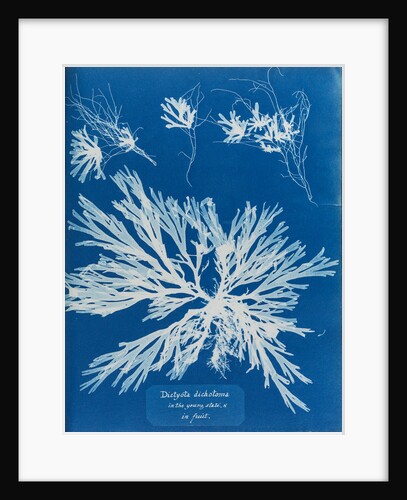 Dictyota dichotoma by Anna Atkins