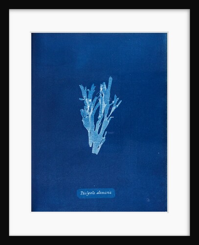 Dotted peacock weed by Anna Atkins