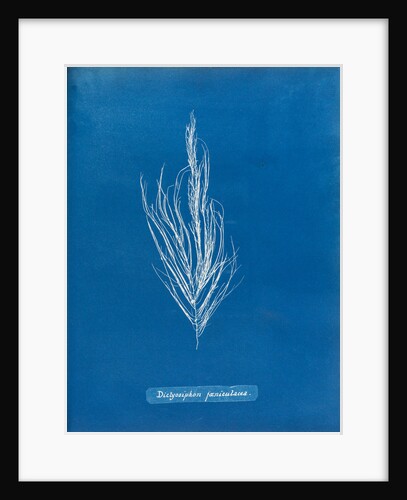 Dictyosiphon faniculacca by Anna Atkins