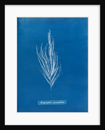 Dictyosiphon faniculacca by Anna Atkins