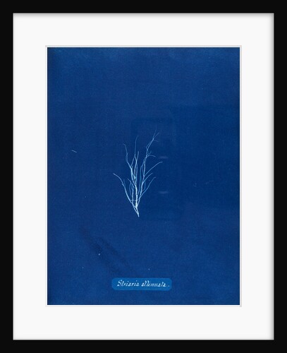 Stiatia attenuata by Anna Atkins