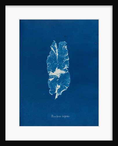 Punctaria latifolia by Anna Atkins