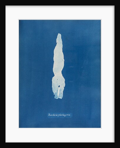 Puntaria plantagine by Anna Atkins