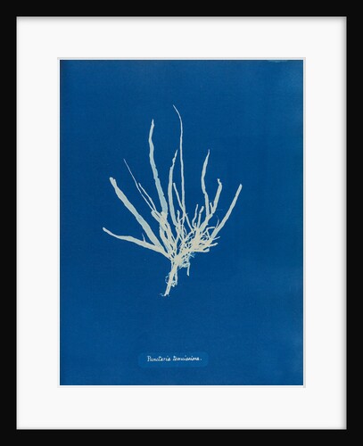 Punctaria tenuissima by Anna Atkins