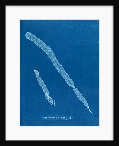 Asperoccus compressus by Anna Atkins