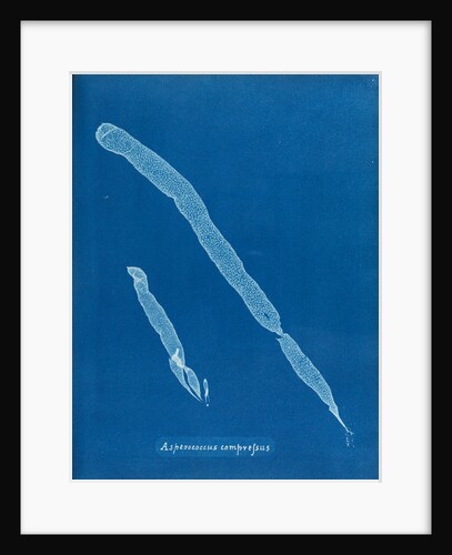 Asperoccus compressus by Anna Atkins