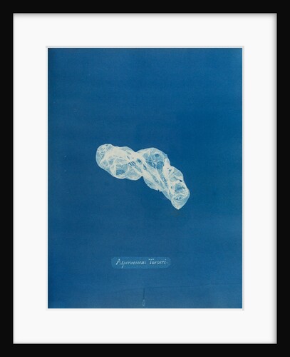 Asperococcus turneri by Anna Atkins