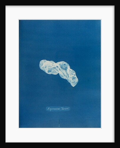 Asperococcus turneri by Anna Atkins