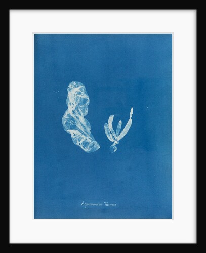 Asperococcus turneri by Anna Atkins