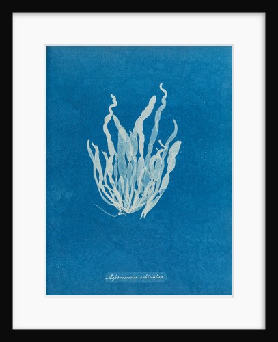 Asperococcus echinatus by Anna Atkins