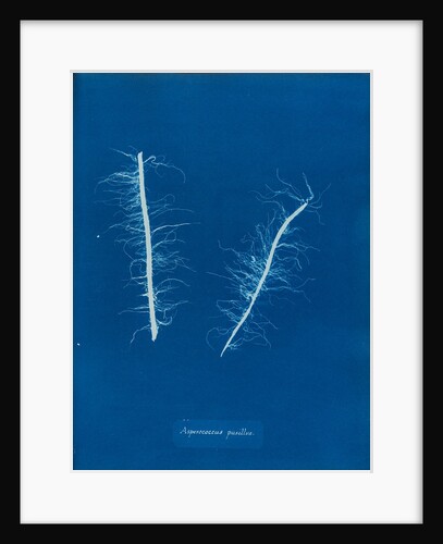 Litosiphon pusillus by Anna Atkins