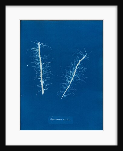 Litosiphon pusillus by Anna Atkins
