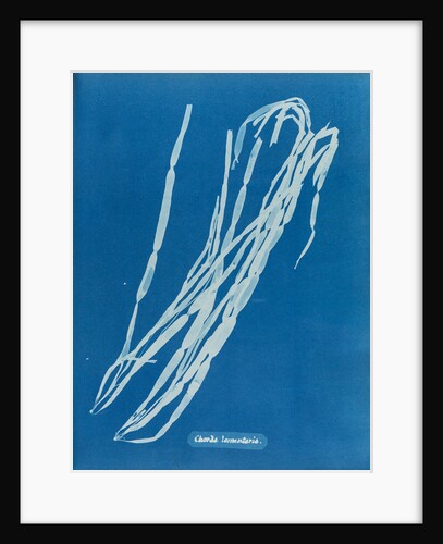 Leather tube by Anna Atkins