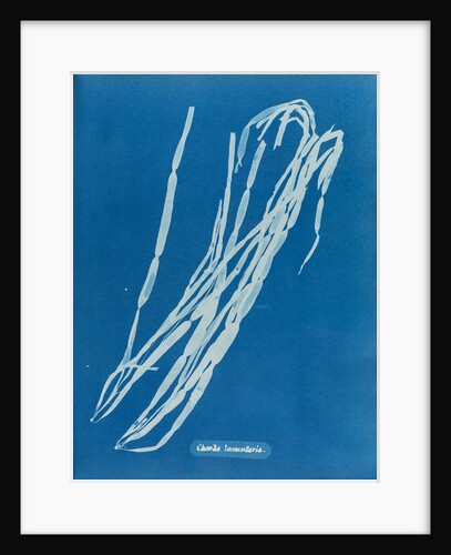 Leather tube by Anna Atkins