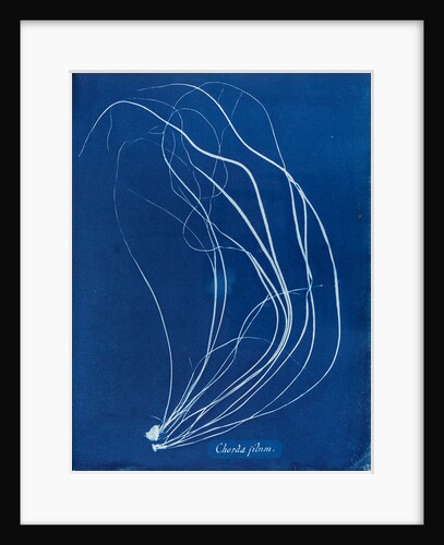 Sea lace by Anna Atkins
