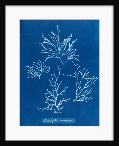Cladostephus verticillatus by Anna Atkins