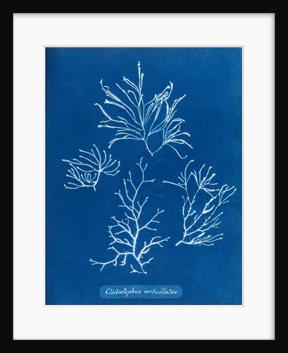 Cladostephus verticillatus by Anna Atkins