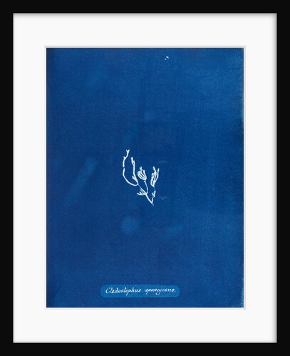 Cladostephus spongiosus by Anna Atkins