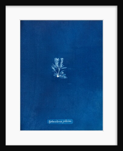 Sphacelaria filicina by Anna Atkins