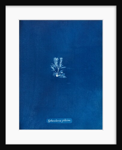 Sphacelaria filicina by Anna Atkins