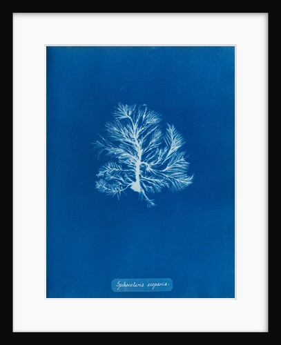 Sphacelaria scoparia by Anna Atkins