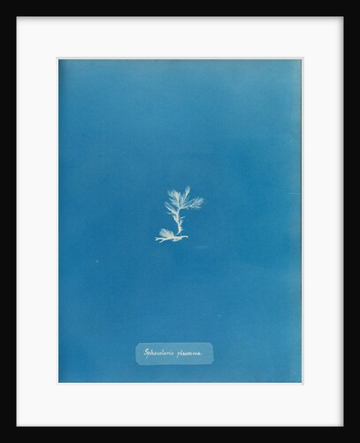 Sphacelaria plumosa by Anna Atkins