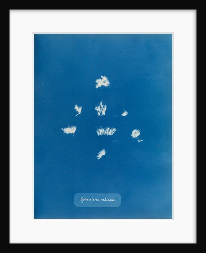 Sphacelaria radicans by Anna Atkins