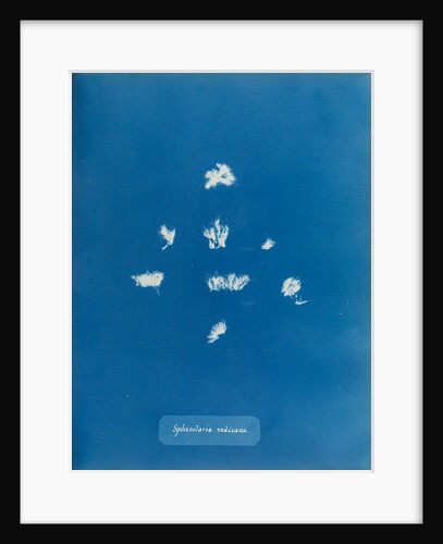 Sphacelaria radicans by Anna Atkins