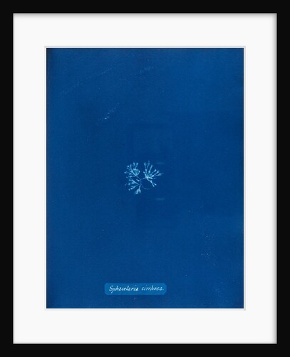 Sphaccelaria cirrhosa by Anna Atkins