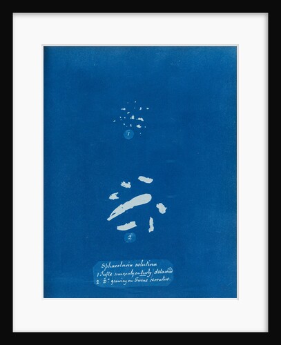 Sphacelaria velutina by Anna Atkins