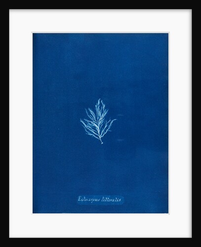 Ectocarpus littoralis by Anna Atkins