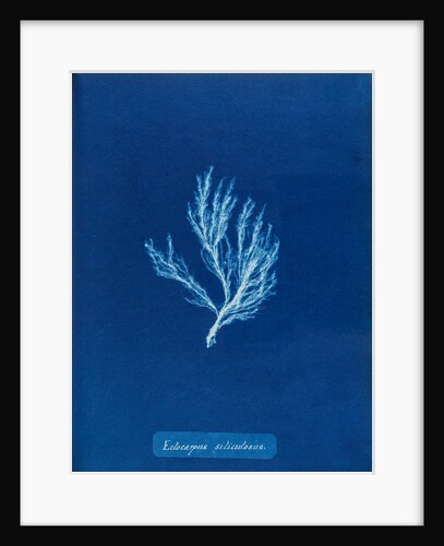 Ectocarpus siliculosus by Anna Atkins