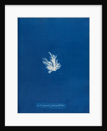 Ectocarpus fascieulatus by Anna Atkins