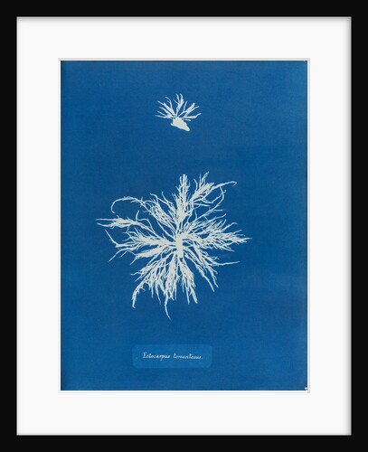Ectocarpus teomentosus by Anna Atkins