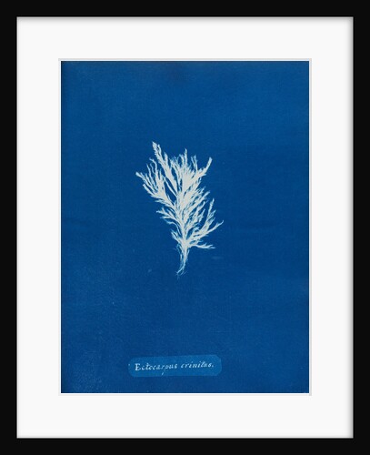 Ectocarpus crinitus by Anna Atkins