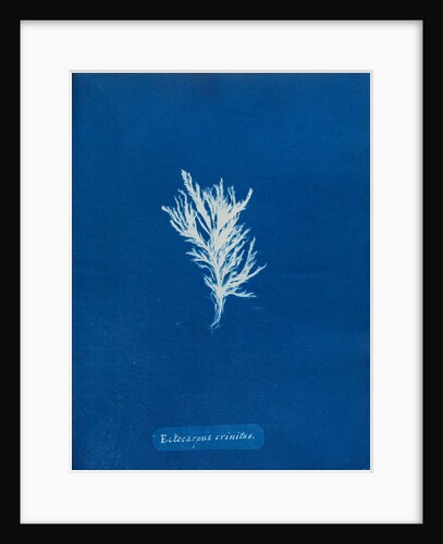 Ectocarpus crinitus by Anna Atkins