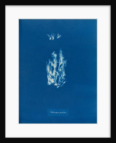 Ectocarpus pusillus by Anna Atkins