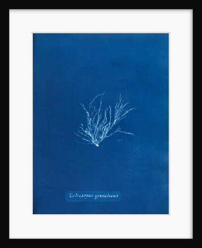 Ecrocarpus granulosus by Anna Atkins