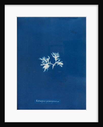 Ectocarpus spharophorus by Anna Atkins